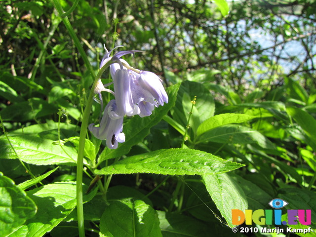 SX14182 Light purple Bluebell (Scilla non-scripta)